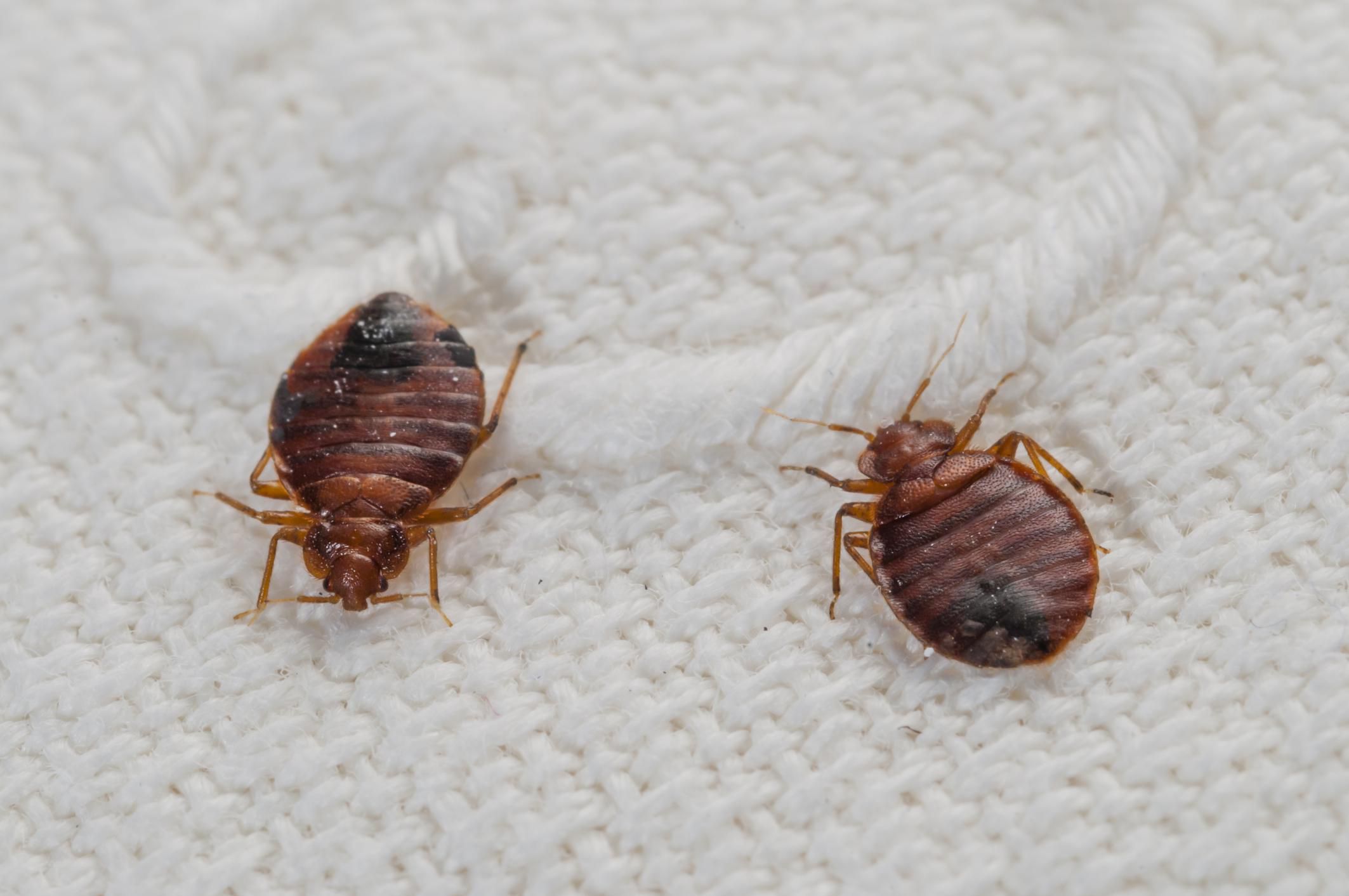 Ways of Getting Rid of Bed Bugs in Your Furniture Start with Laundering Your Furniture
