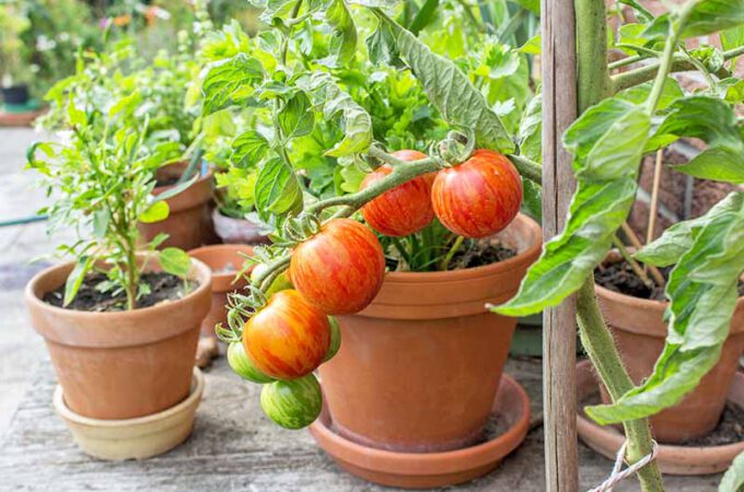 16 Vegetables and Herbs to Plant in July