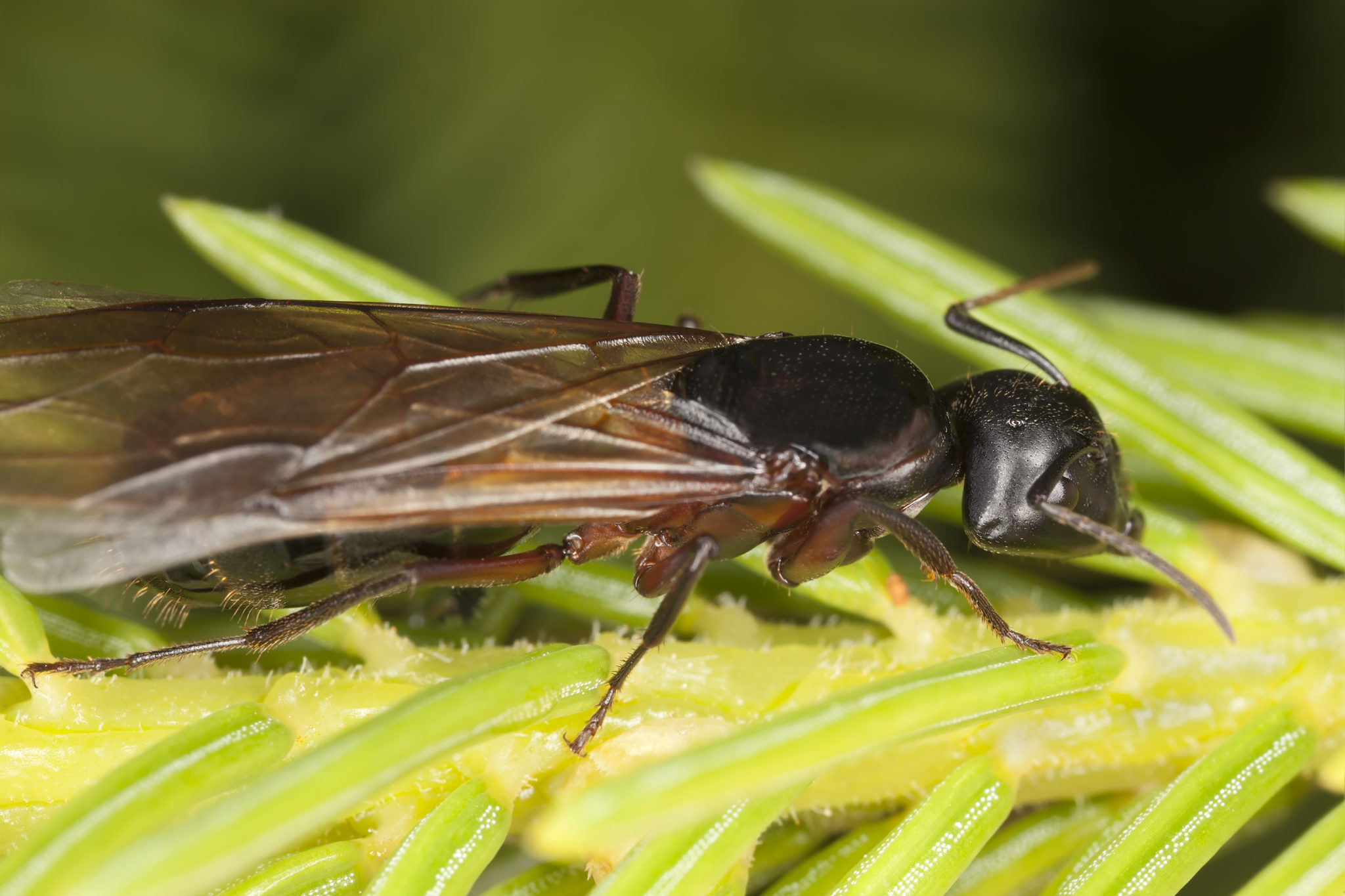 Identifying a Flying Carpenter Ant in Your Home
