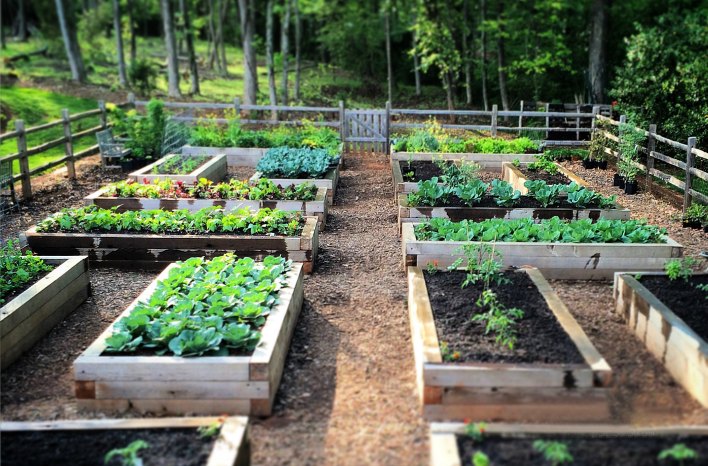 Build a Raised Bed Vegetable Garden