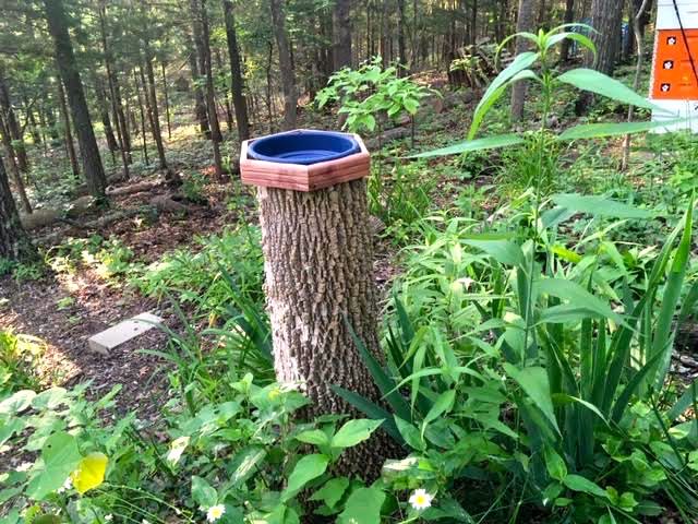 Tree Stump Bird Bath Foundation