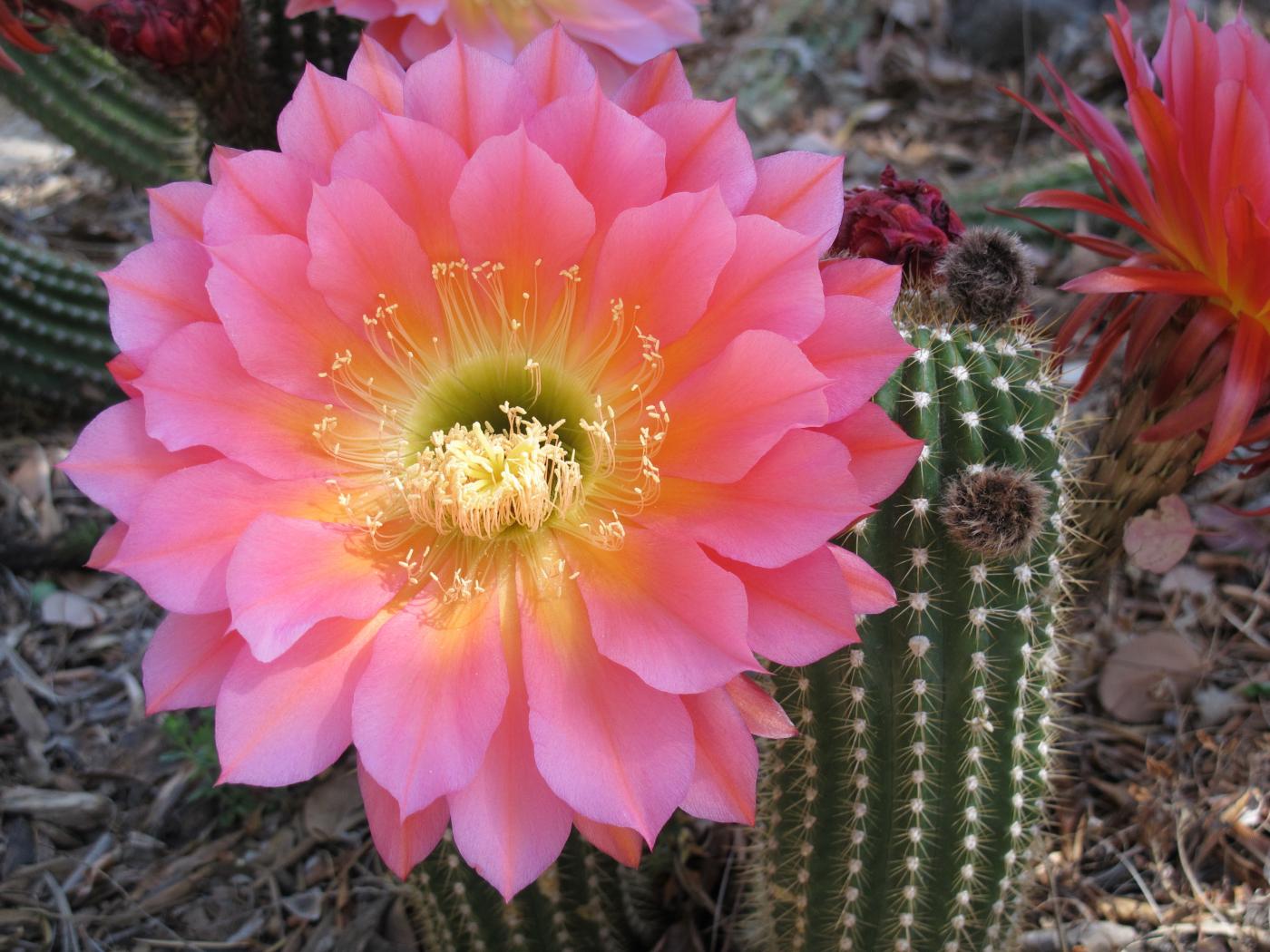 What is the Difference Between Cacti and Succulents?