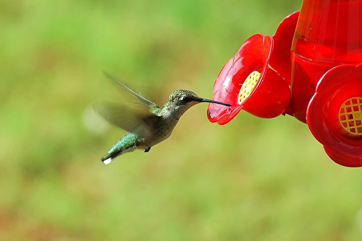When to Feed Hummingbirds