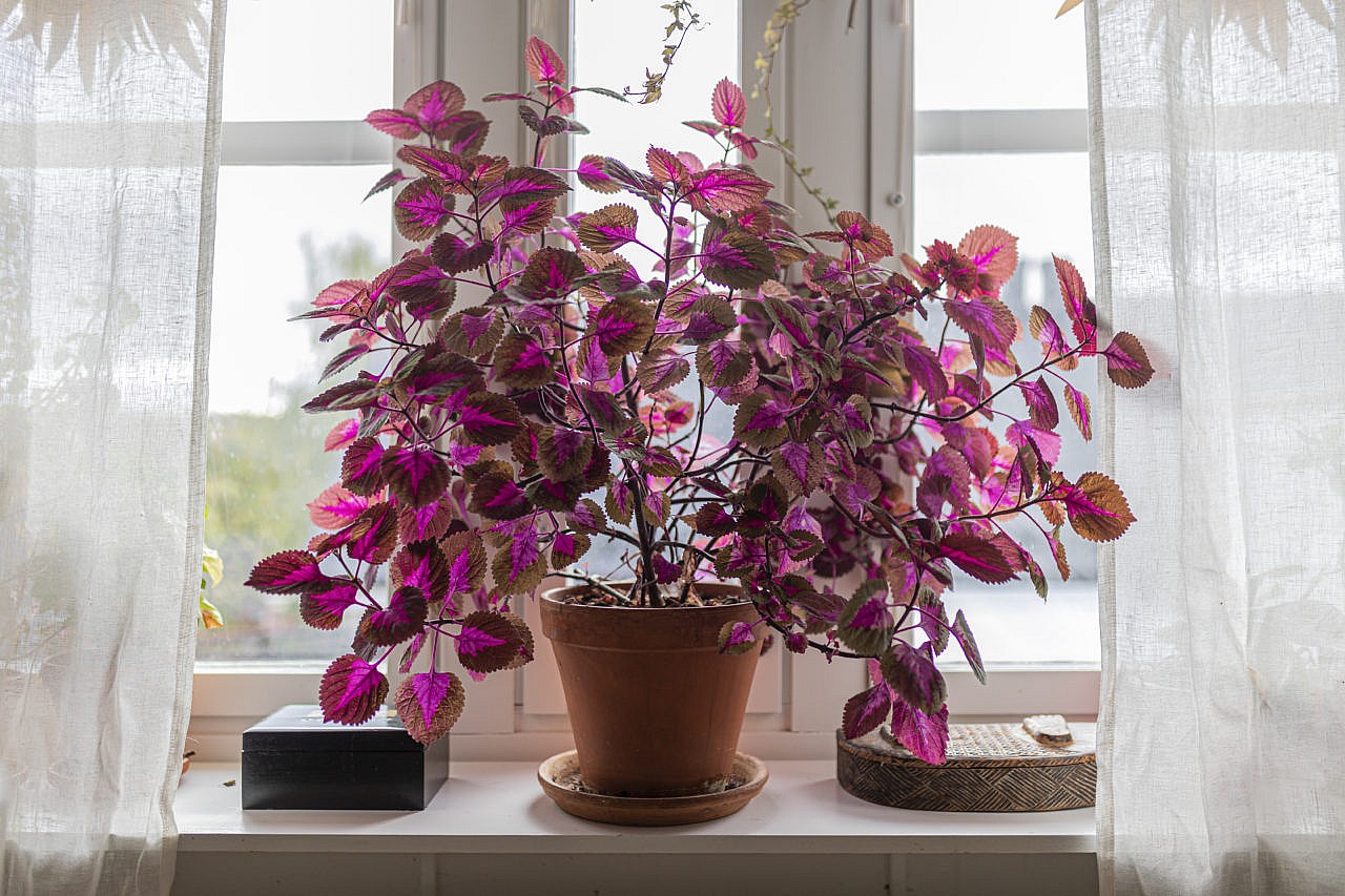 How to Grow Oriental Poppy Plants