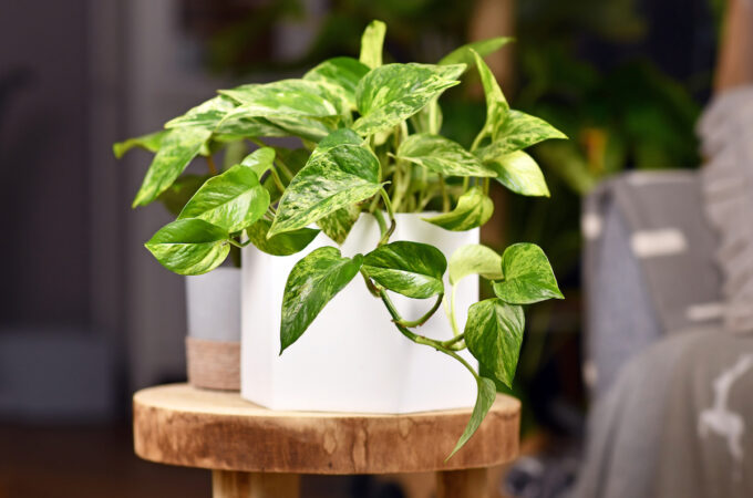 10 Houseplants You Can Grow in Water