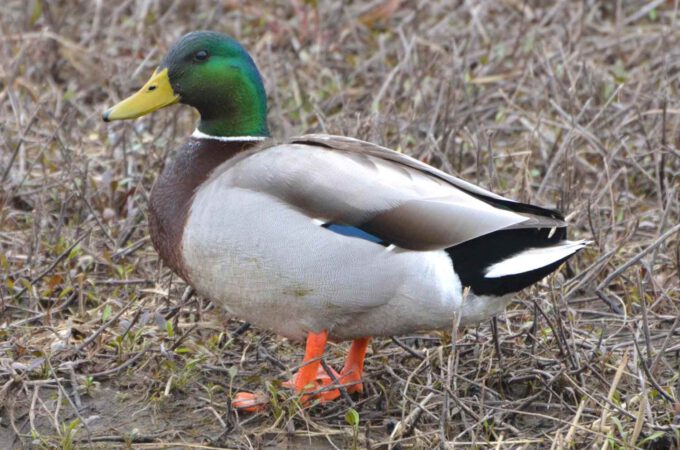 A Picture Gallery of Ducks