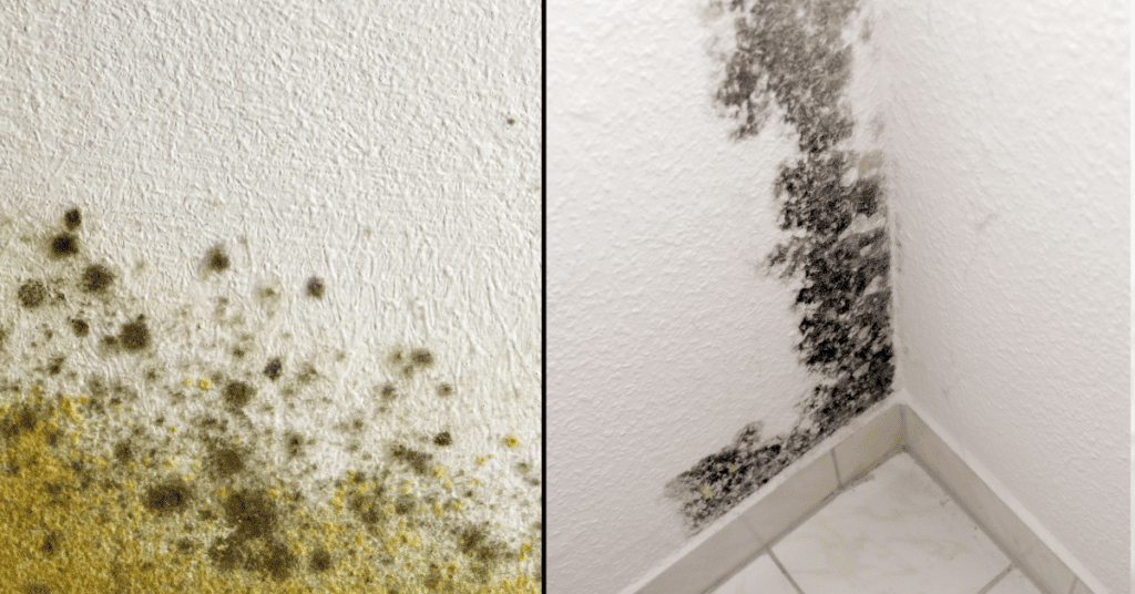 Mildew vs Mold – What's the difference? | Woodard