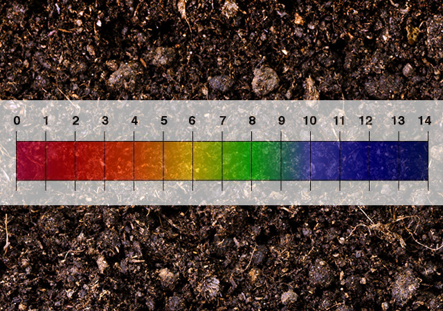 Acidic Soil: What It Is, How You Can Change It